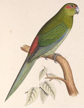 290px cyanoramphus zealandicus 1849