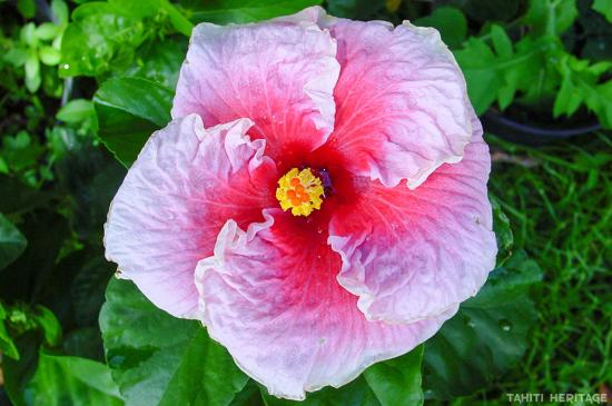 Hibiscus rose us