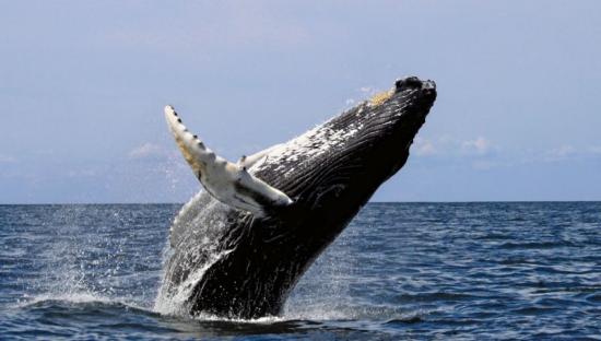 03 baleine wikimedia 400x227 2x