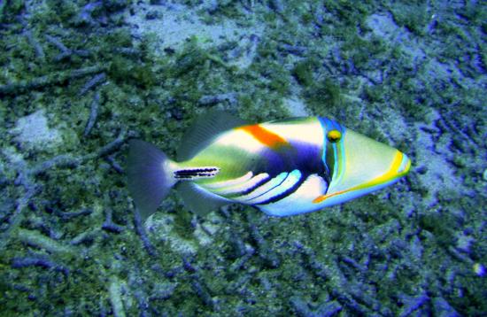 Baliste picasso rhinecanthus aculeatus