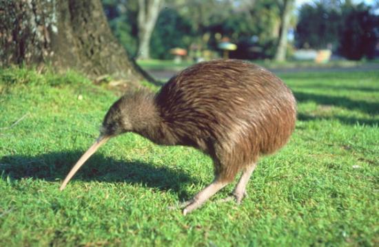 Kiwi1 1