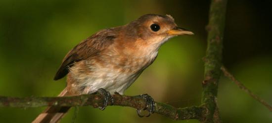 Oiseau terrestre endemique monarque de fatu hiva jeune