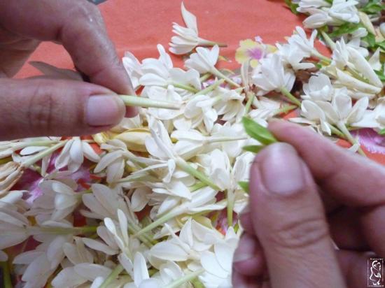Retrait des pedoncules de fleurs de tiare tahiti