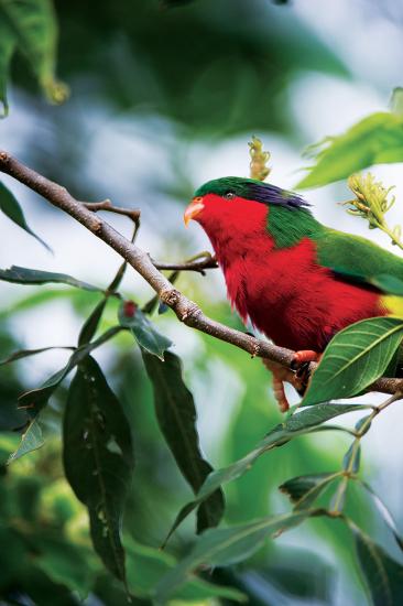 Rimatara oiseau rouge girardot