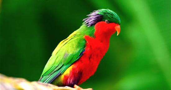 Side view of an adult rimatara lorikeet