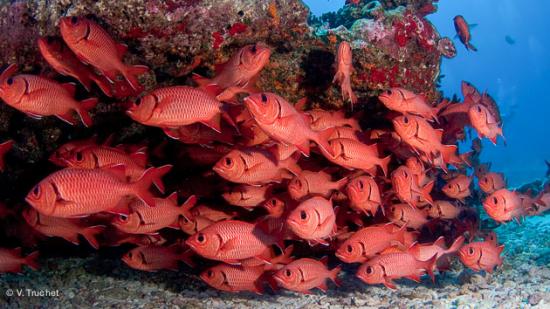 Voyage plongee polynesie dive trip adekua